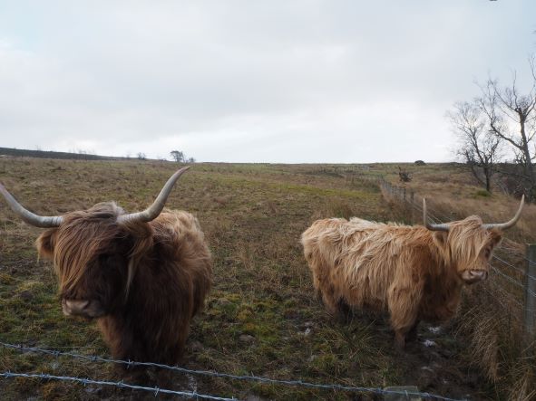 furry moo pals of the park